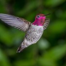 Hummingbird Glory